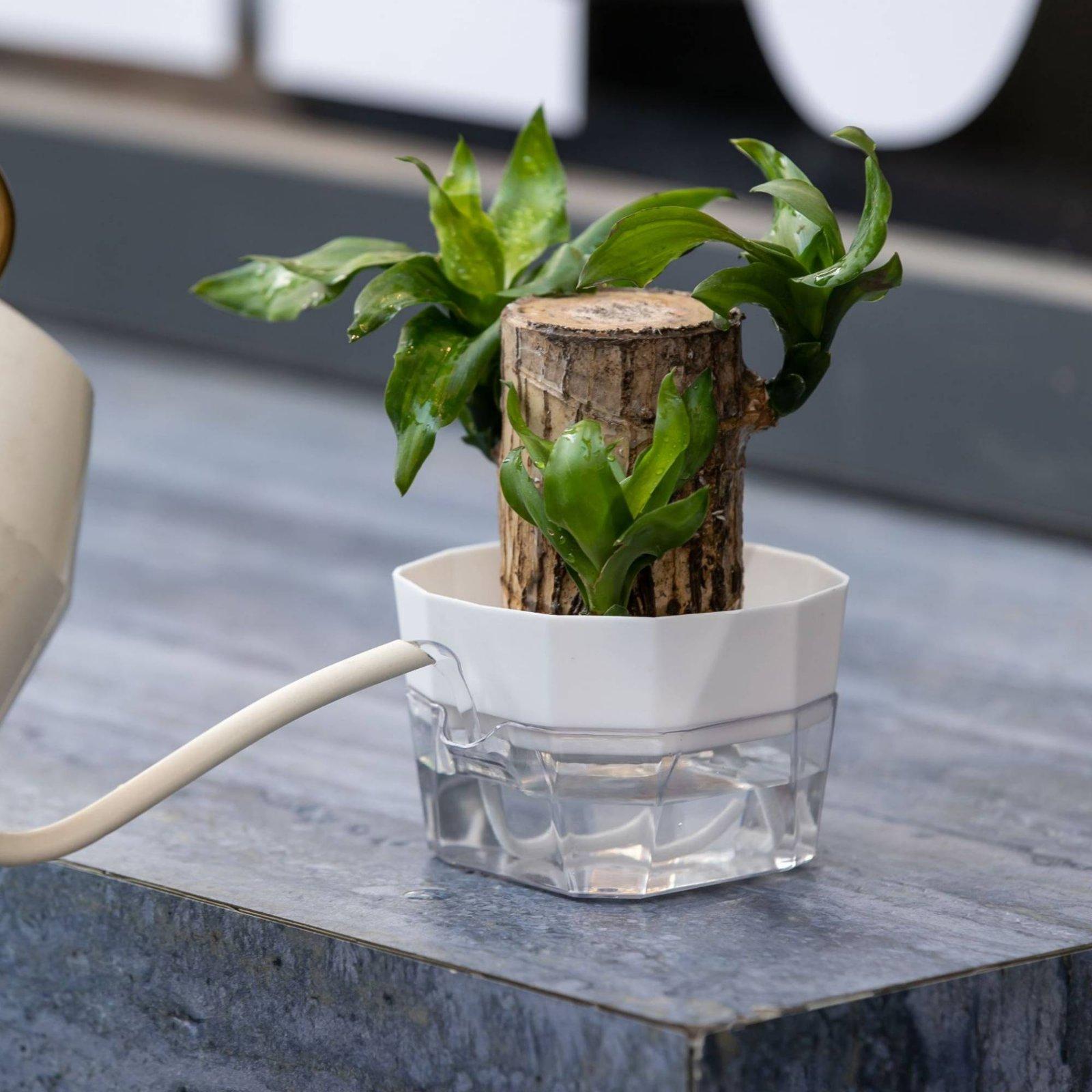 Vas Hidroponik Dua Lapis Penye - Self-Watering Planter ulasan dan harga