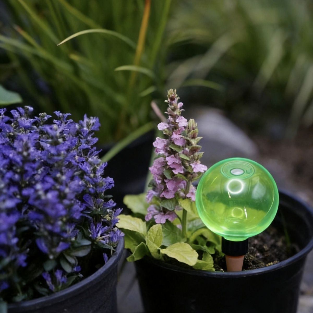 3pcs Bola Penyiram Tanaman Bes - Self-Watering Planter ulasan dan harga