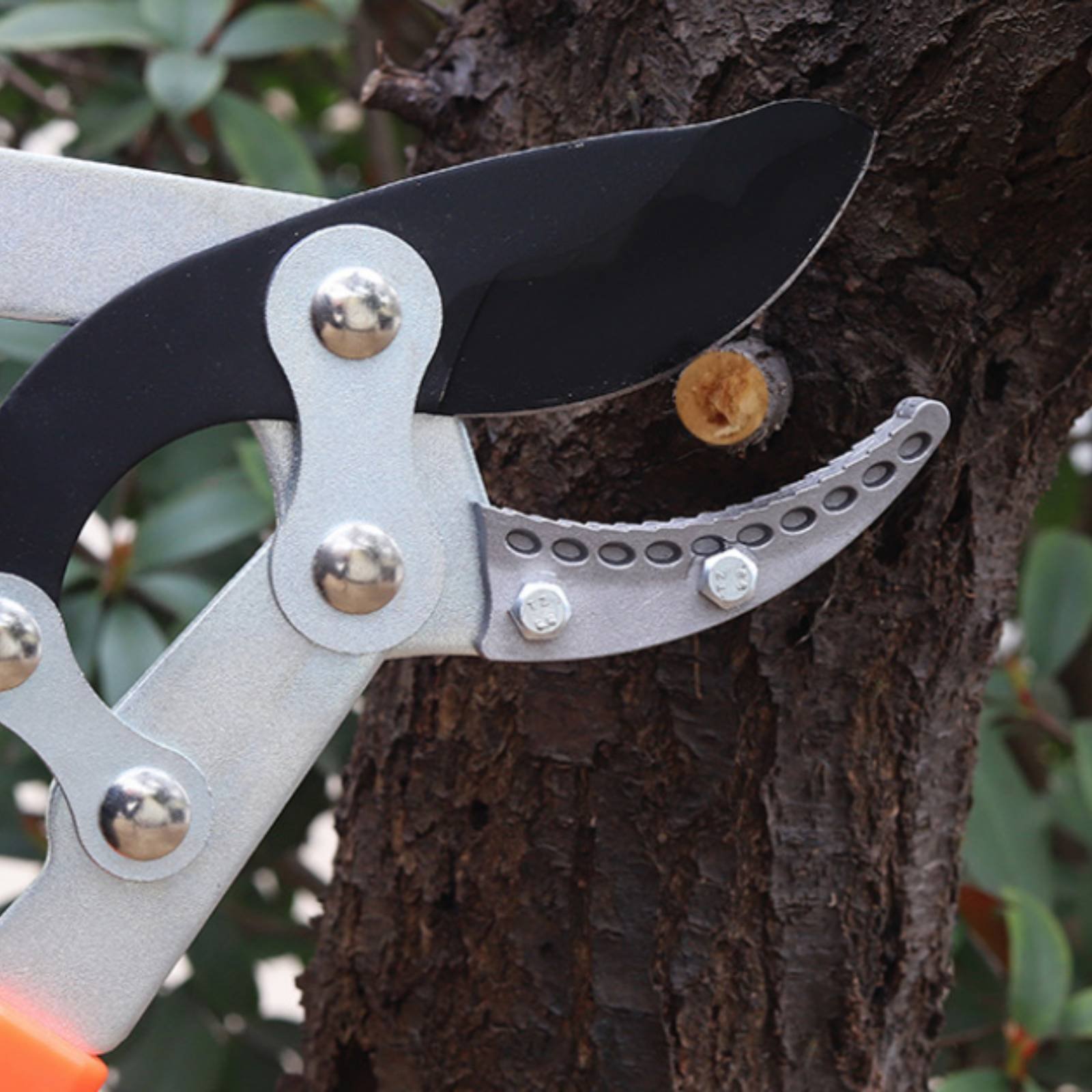 Pemangkas Cabang Teleskopik Pi - Gardening Tools ulasan dan harga